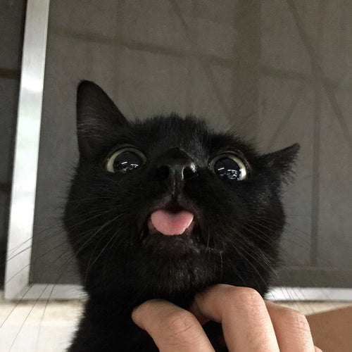 The CEO's cat being petted on your behalf